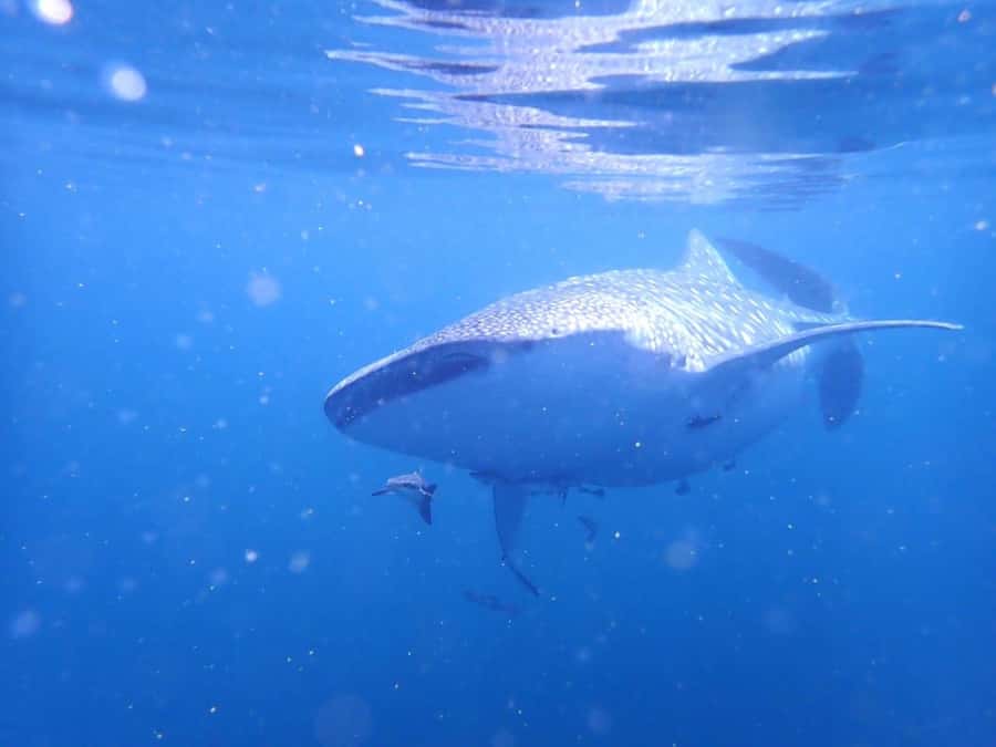 Dimaniyat Islands Scuba Diving Trip - Who should book this underwater excursion