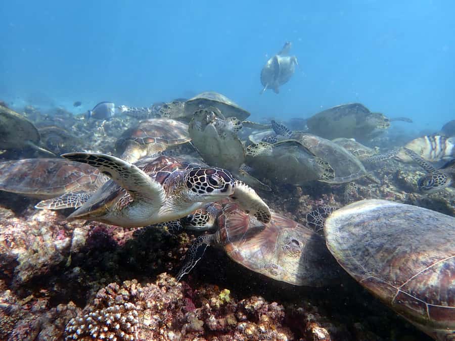 Dimaniyat Islands Scuba Diving Trip - Why the Dimaniyat Islands are the main attraction
