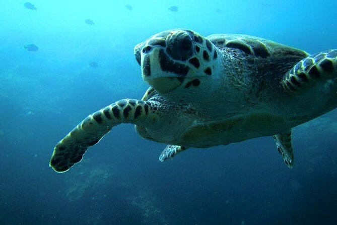 Discover Scuba Diving from a Fishing Village - Gear fitting and skills practice on shore