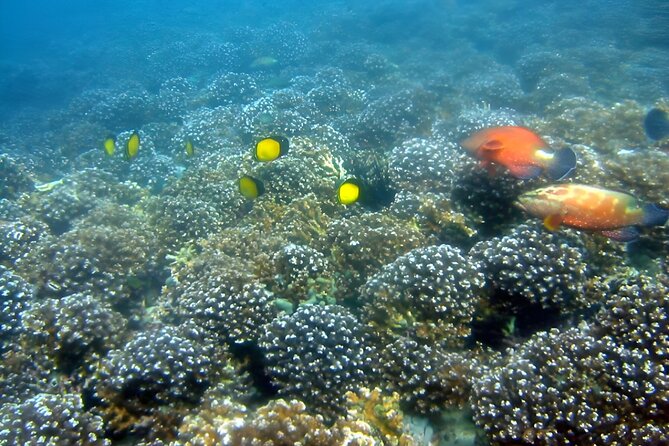 Dolphin Watching and Snorkeling Activity in Muscat - Snorkeling above coral beds and tropical fish