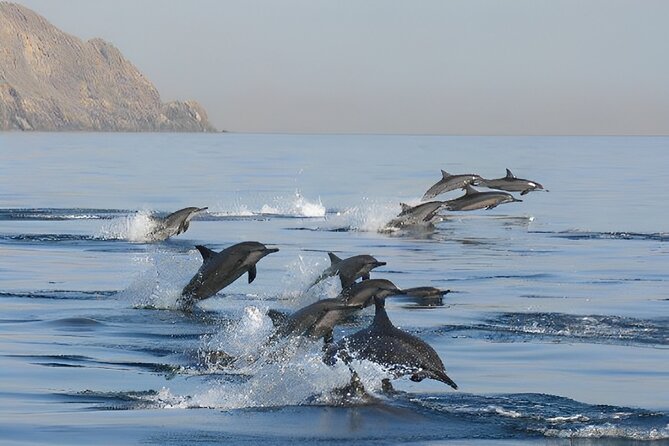 Dolphin Watching and Snorkeling Activity in Muscat - Weather, cancellation, and seasonal uncertainty