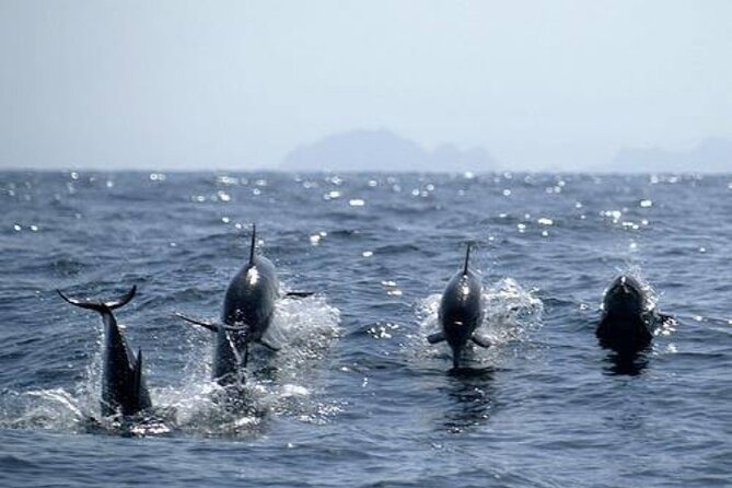 Dolphin Watching and Snorkeling Activity in Muscat - Who will get the most from this Muscat outing