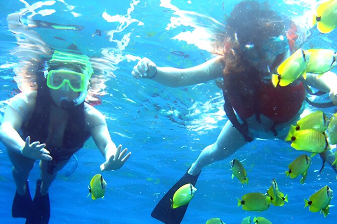 Dolphin Watching and Snorkeling Activity in Muscat - What dolphin watching is really like