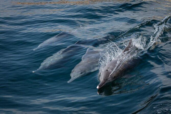 Dolphin Watching and Snorkeling Cruise Experience in Muscat - Leaving Marina Bandar Al Rowdha