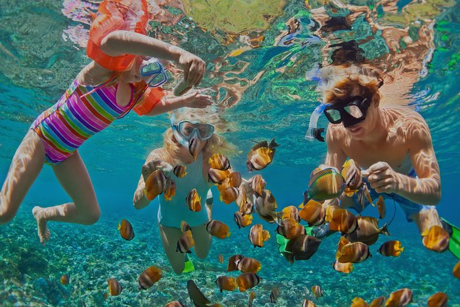 Dolphin Watching and Snorkeling Tour from Muscat - Key points to know before you book