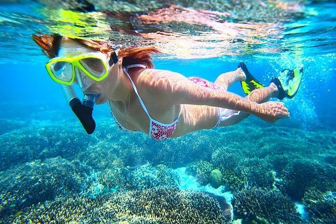 Dolphin Watching and Snorkeling Tour from Muscat - The dolphin watch: exciting, but never scripted