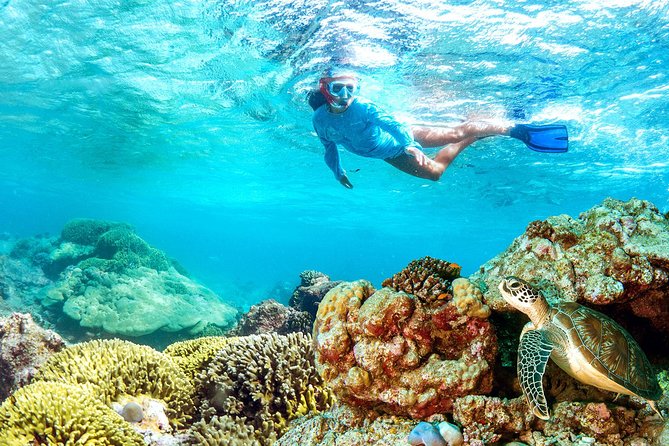 Dolphin Watching and Snorkeling Tour from Muscat - What the strongest outings have in common