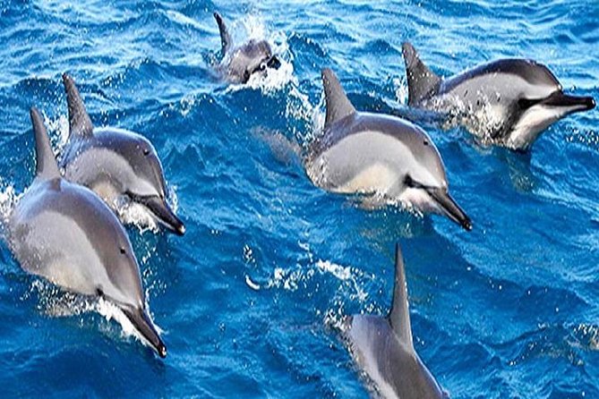 Dolphin Watching and Snorkeling Tour from Muscat - Bandar Khiran brings a calmer hour in the water