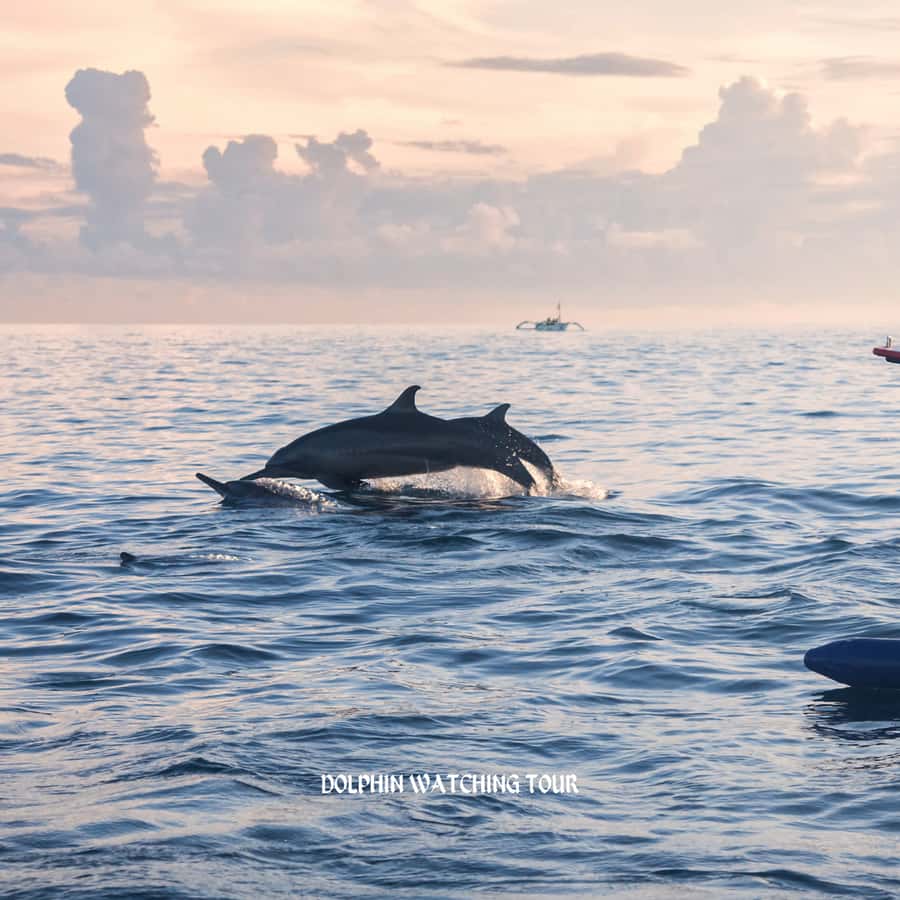 Dolphin Watching and Snorkeling Tour with Hotel Transfers - Key points at a glance
