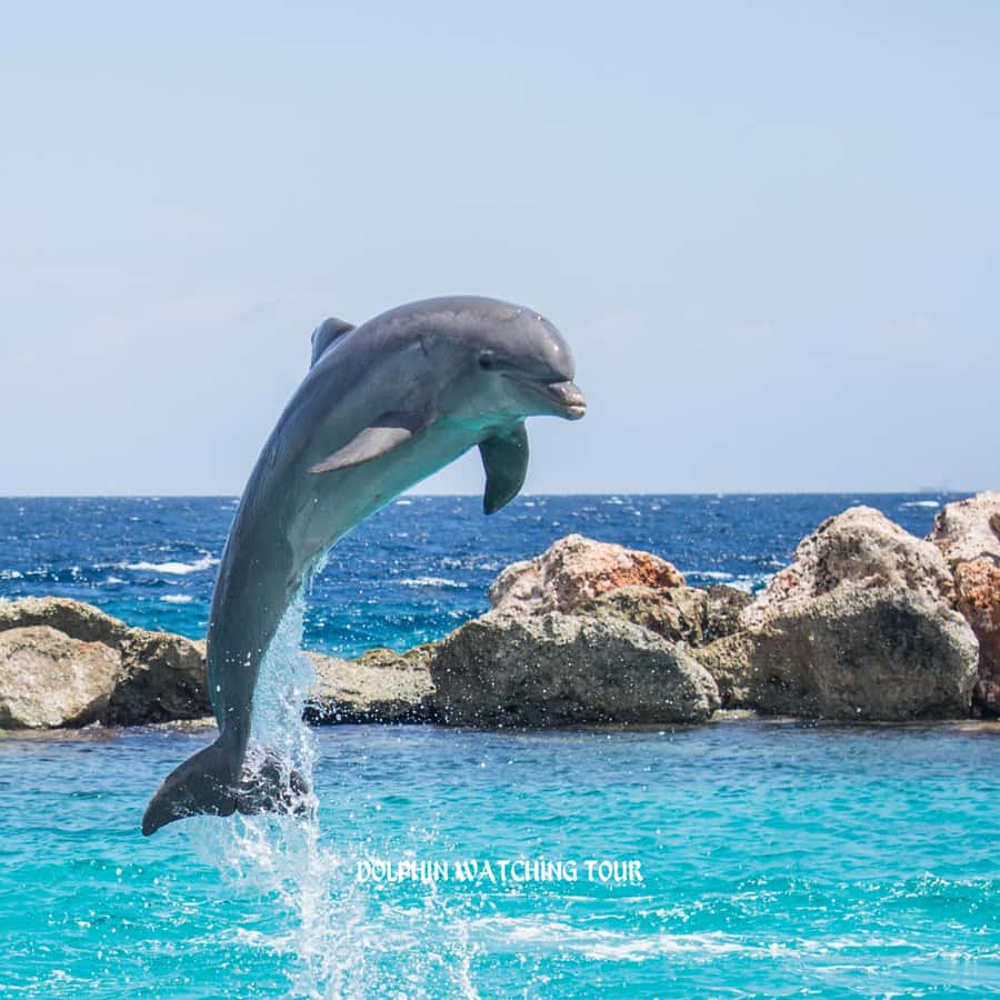 Dolphin Watching and Snorkeling Tour with Hotel Transfers - A morning on the Gulf of Oman