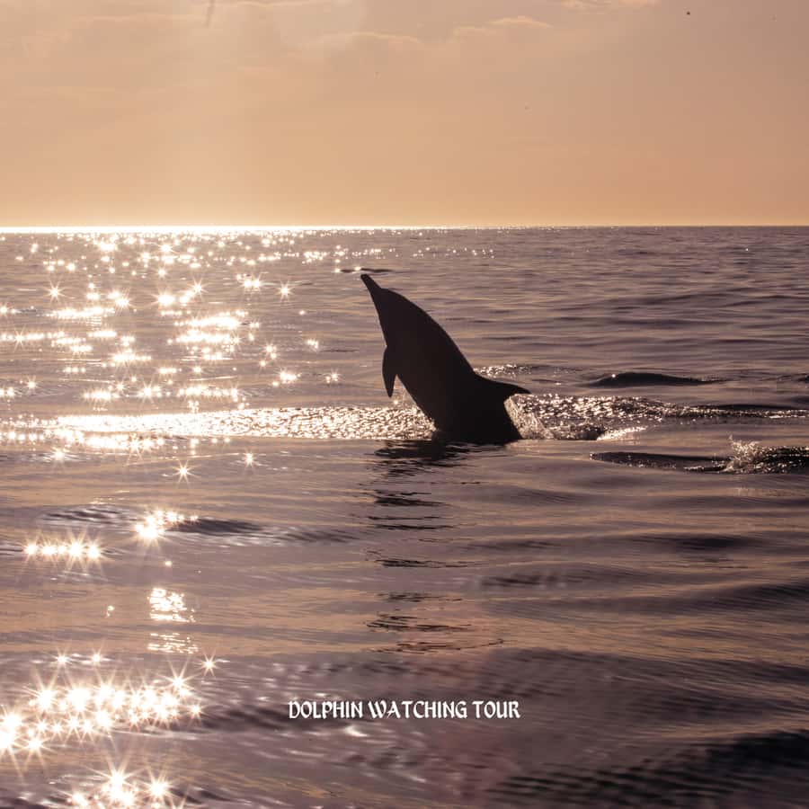 Dolphin Watching and Snorkeling Tour with Hotel Transfers - What the $73 price buys you