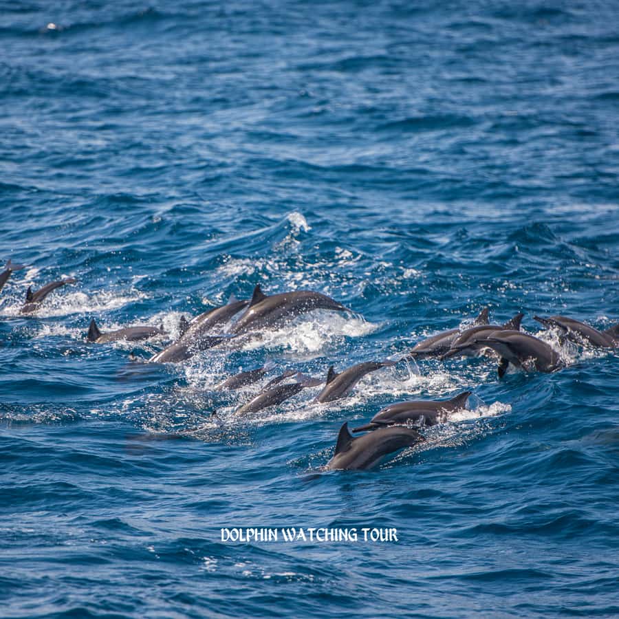 Dolphin Watching and Snorkeling Tour with Hotel Transfers - Should you book this dolphin tour?