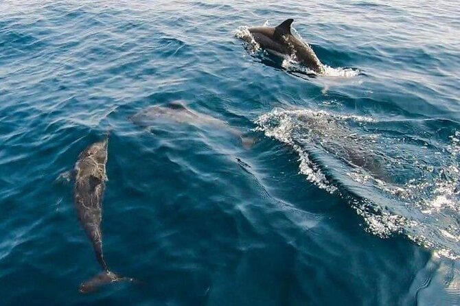 Dolphin Watching in Muscat - Who will enjoy this trip most?