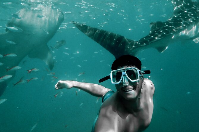 Dolphin Watching & Snorkeling - The first hour is for dolphins