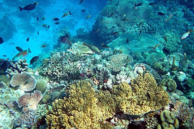 Dolphin Watching & Snorkeling - What the $86.16 price buys you