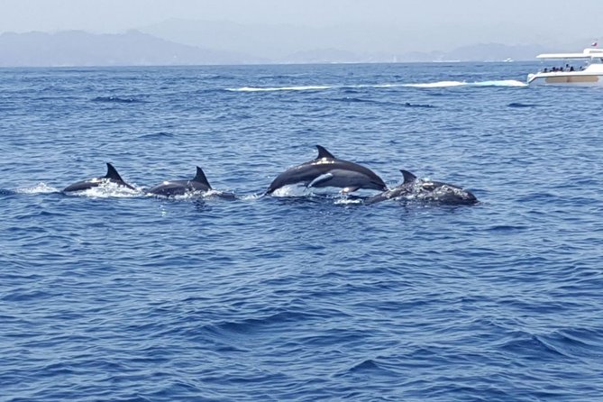 Dolphin Watching & Snorkeling - A few smart ways to prepare