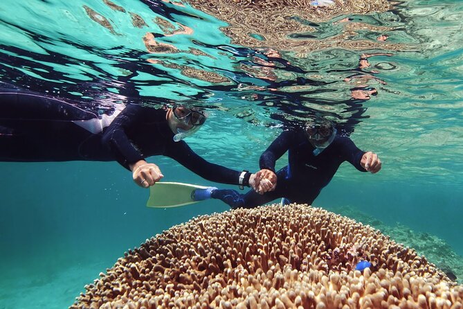 Dolphin Watching & Snorkeling - Snorkeling in a sheltered Muscat bay