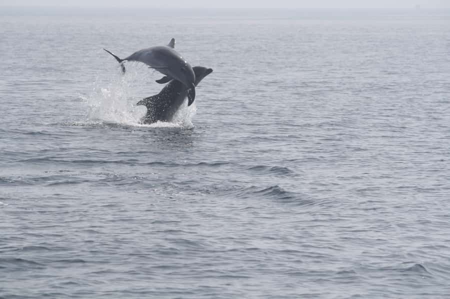Dolphin Watching Tour - Leaving Marina Bandar Al Rowdha
