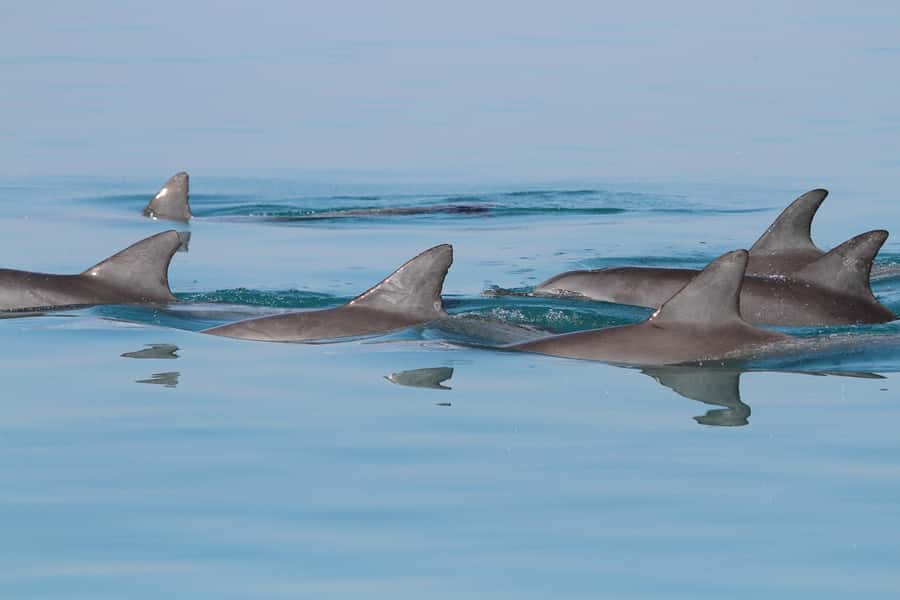 Dolphin Watching Tour - Watching for Muscat’s dolphins