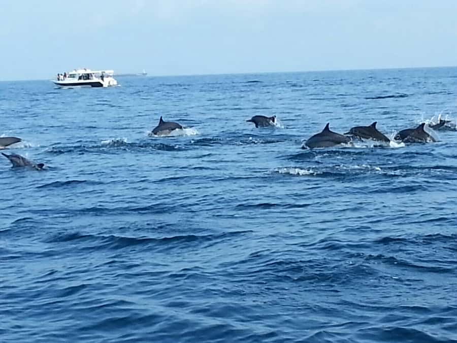 Dolphin Watching Tour - My verdict: a compact Muscat sea outing