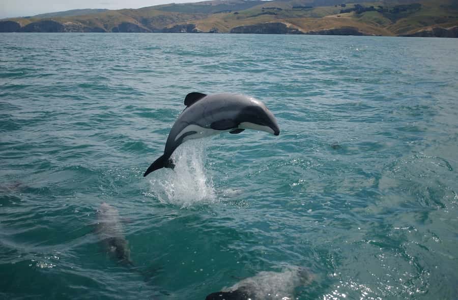 Dolphin Watching Tour - A speedboat ride with a clear purpose