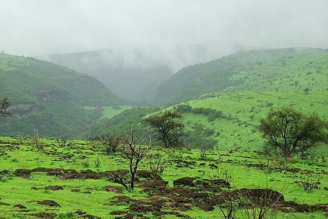East of Salalah, Mountain Safari, Camels, Waterfall, White beach - Baobab trees add a surprising African note