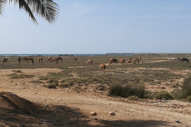 East Salalah Highlights: Half-Day Heritage & Scenic Countryside - Samhans rare baobab trees