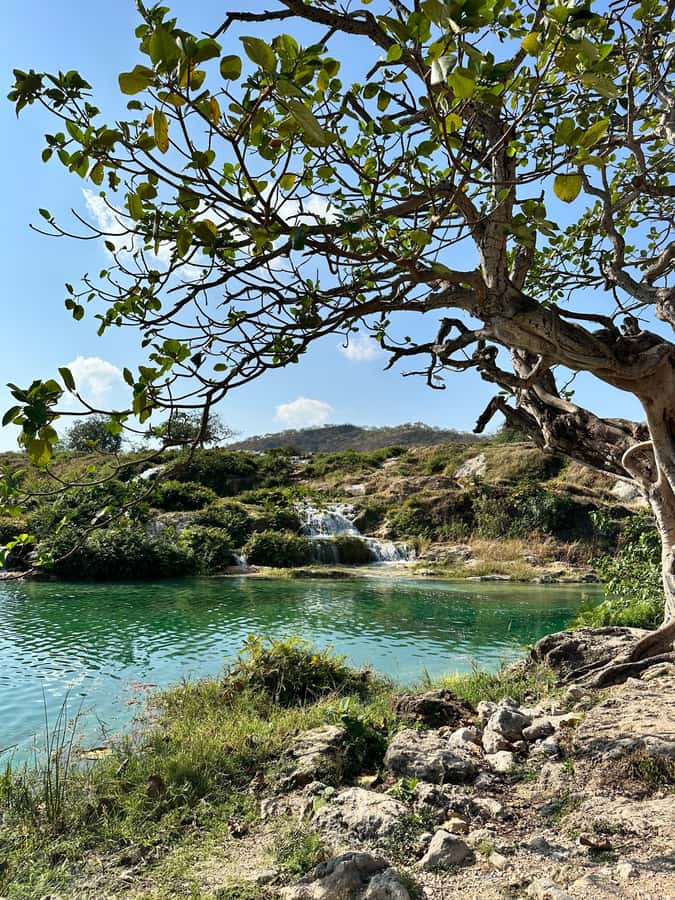 Elite Private Full Day Tour - Salalah Main Attractions - Haffah Souk and the old frankincense trade