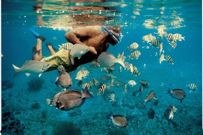 Experience Dolphin watching and snorkeling in Muscat - The snorkeling stop near coral beds