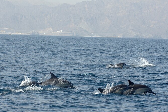Experience Dolphin watching and snorkeling in Muscat - Equipment and comfort in the water