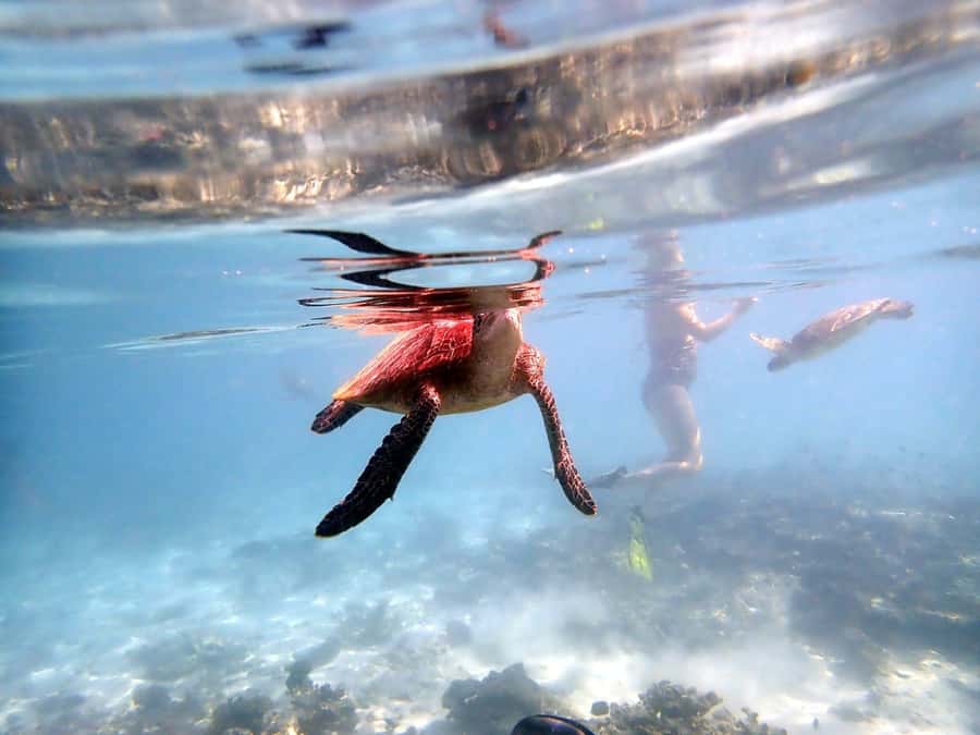 From Al-Seeb: Dimaniyat Islands Boat Trip with Snorkeling - Key points to know before you book
