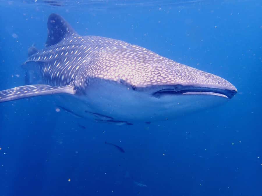 From Al-Seeb: Dimaniyat Islands Boat Trip with Snorkeling - How good is the $85 value?