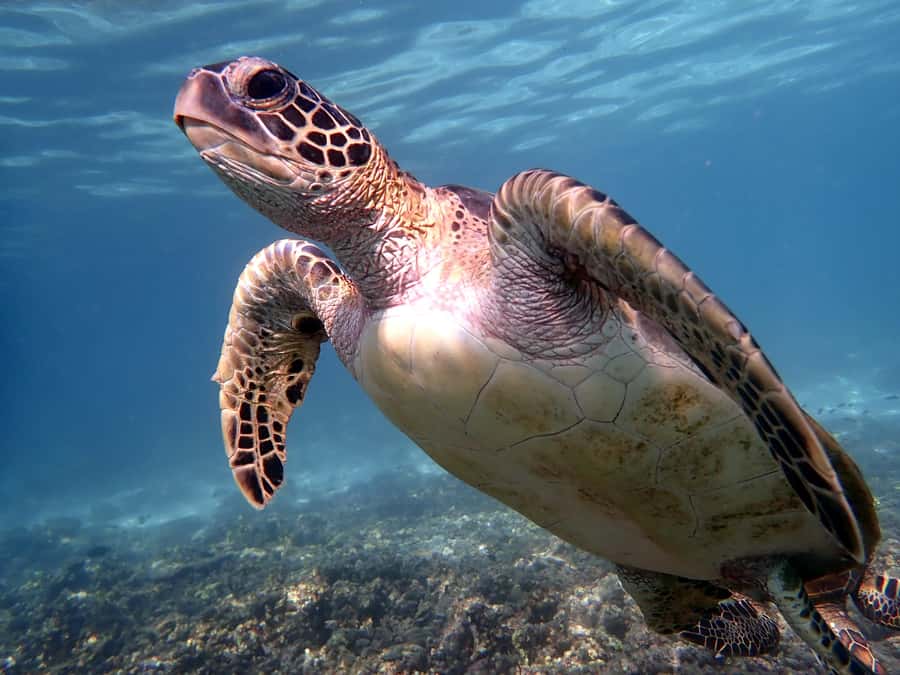From Al-Seeb: Dimaniyat Islands Boat Trip with Snorkeling - Why the Dimaniyat Islands make a strong morning outing