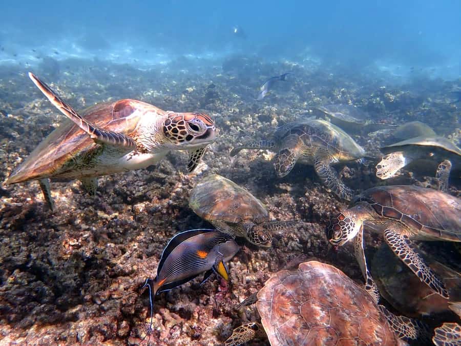 From Al-Seeb: Dimaniyat Islands Boat Trip with Snorkeling - The boat ride out to the reserve