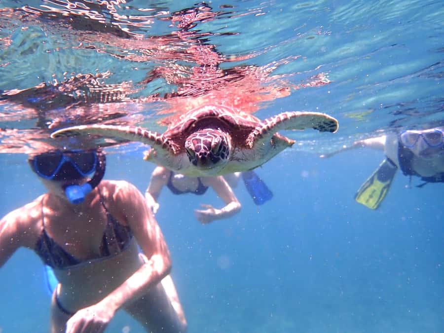 From Al-Seeb: Dimaniyat Islands Boat Trip with Snorkeling - Turtle City, where the main promise is delivered