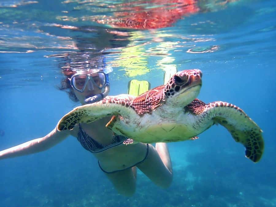 From Al-Seeb: Dimaniyat Islands Boat Trip with Snorkeling - Black Tip site and the chance of bigger animals