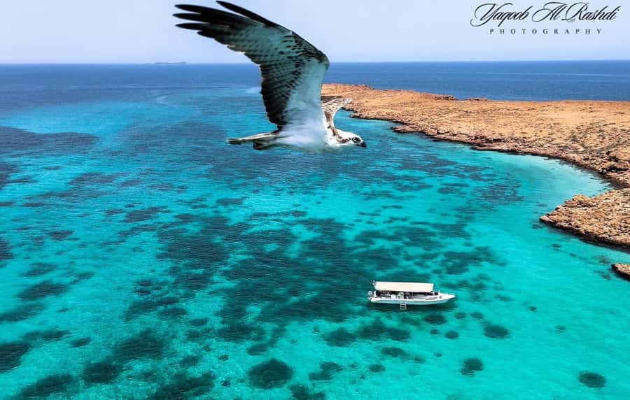 From Al-Seeb: Dimaniyat Islands Boat Trip with Snorkeling - Meeting at Al-Seeb Port at 8:20 AM
