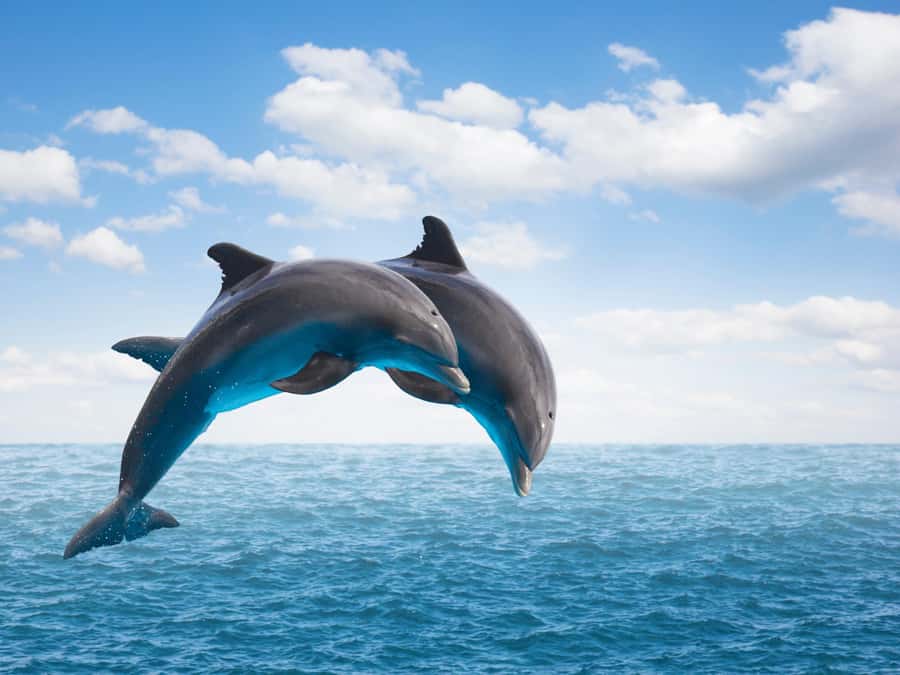 From Muscat: Discover Dolphins Day Trip - Key points to know before you go