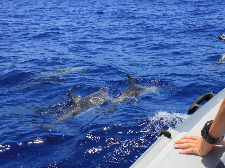 From Muscat: Discover Dolphins Day Trip - What the guide adds to the two-hour trip