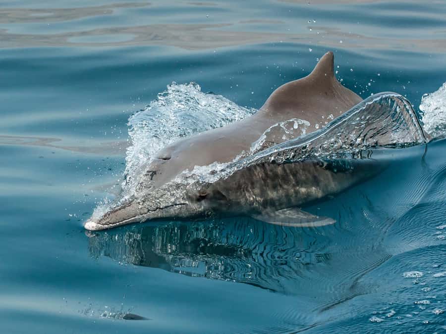 From Muscat: Discover Dolphins Day Trip - Should you book the Muscat dolphin boat trip?