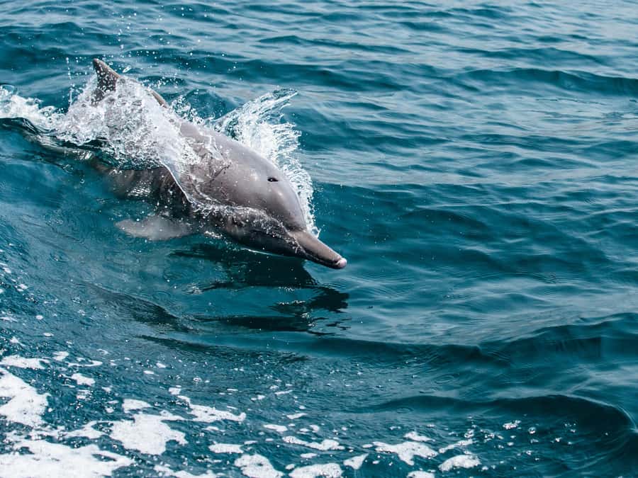 From Muscat: Discover Dolphins Day Trip - Watching dolphins use the boat’s wake