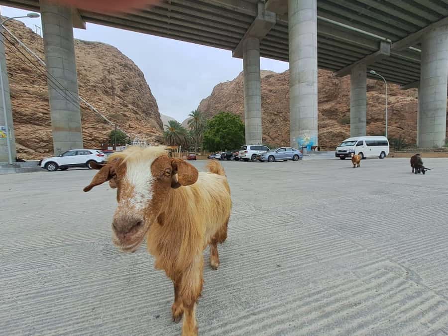 From Muscat: Guided Overnight Desert Camp Tour - Sur and the move toward Wahiba Sands