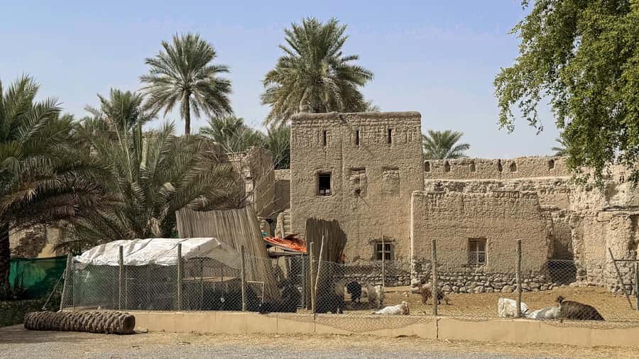 From Muscat: Nizwa and Jebel Akhdar Tour with Lunch - Lunch and the social side of the day