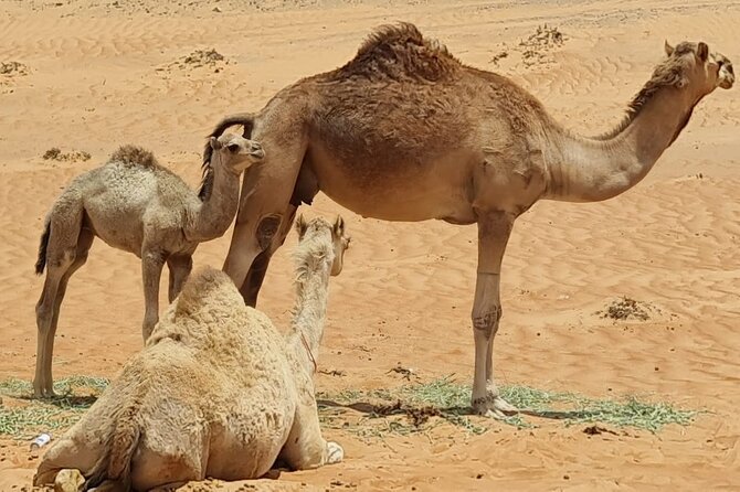 From Muscat: Wadi Hawar and Wahiba Sands Desert Tour - The optional camel ride and its extra cost