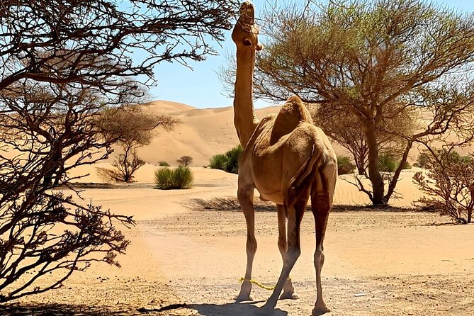 From Muscat: Wadi Hawar and Wahiba Sands Desert Tour - What the private 4WD format means for you