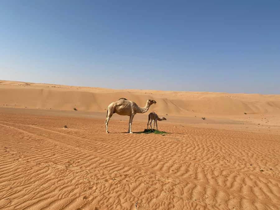 From Muscat: Wahiba Sands Sunset with Desert Camp Dinner - Camel riding at a steady desert pace