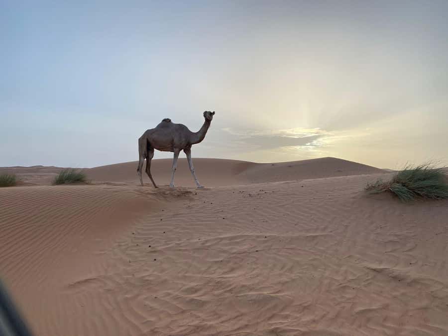 From Muscat: Wahiba Sands Sunset with Desert Camp Dinner - First impressions of the Wahiba Sands
