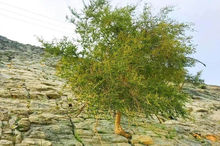 From Ras Al Khaima : Dolphin Watching and Jabal Harim Safari - Should you book this Musandam tour?