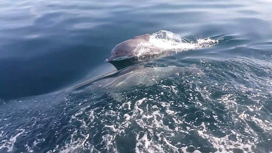 From UAE: Musandam Khasab Dolphin Watching Trip with Lunch - A Traditional Dhow and a Spacious Day on the Water