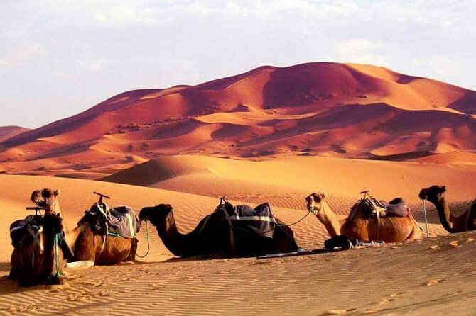 Full-Day Desert Safari Jeep Tour in Ash Sharqiyah Governorate - The guides can shape the whole day